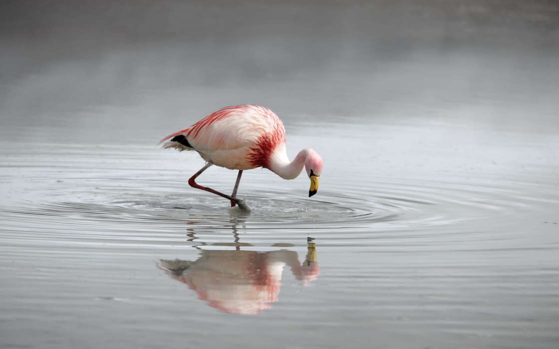 Flamingo,Birds,Animals