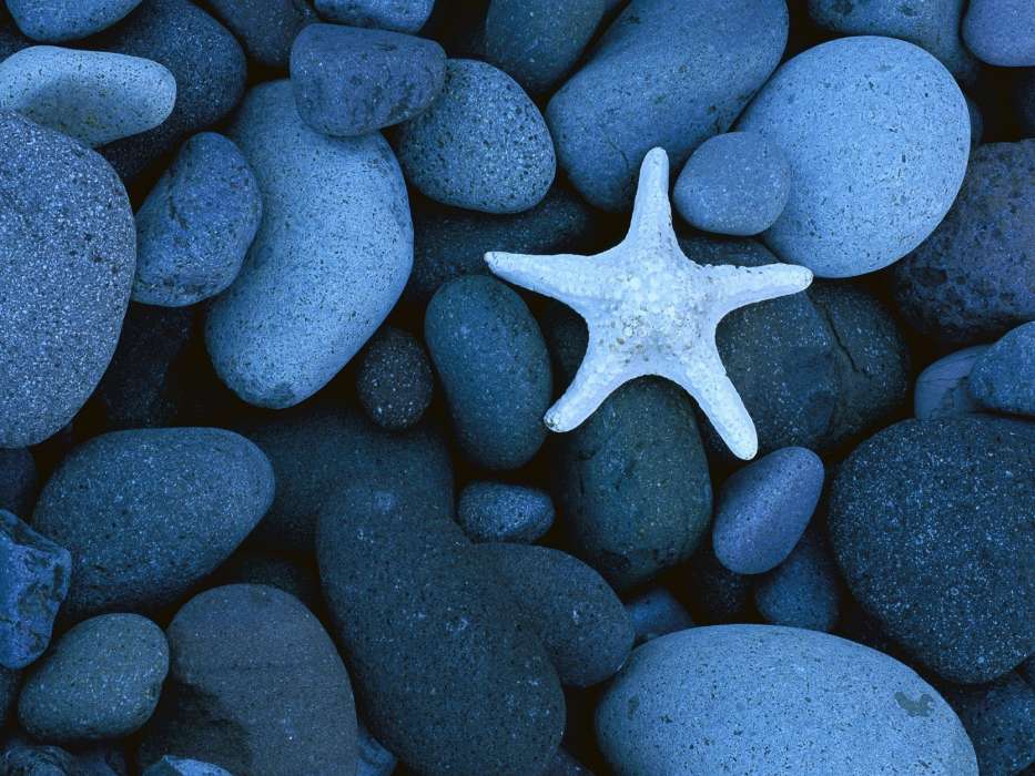 Background,Stones,Starfish