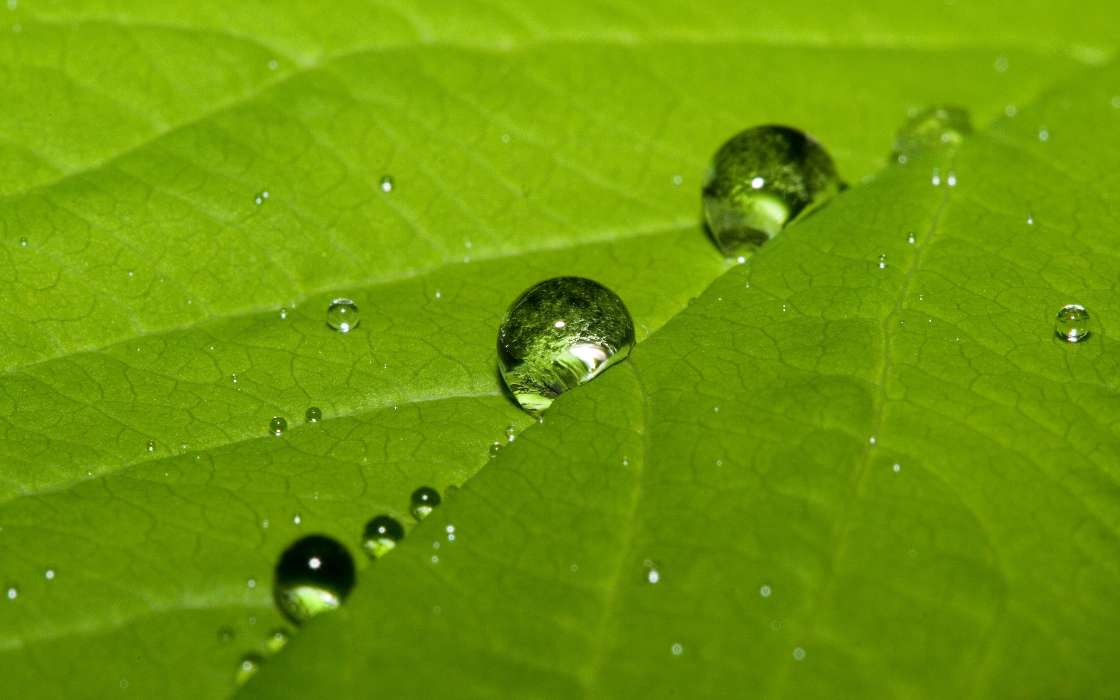 Background,Drops,Leaves