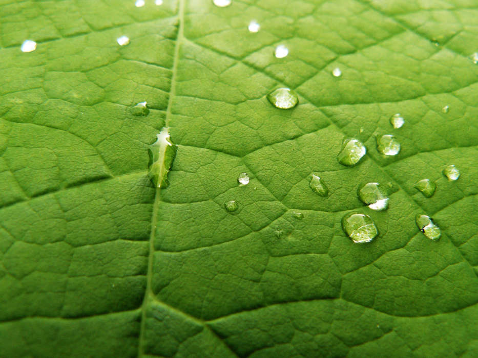 Plants, Water, Backgrounds, Leaves, Drops