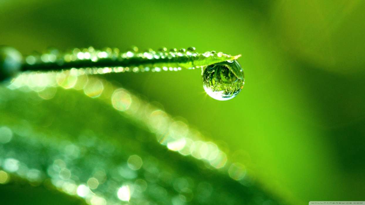 Background, Drops, Grass