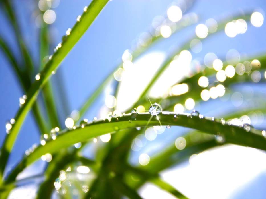 Background,Drops,Grass