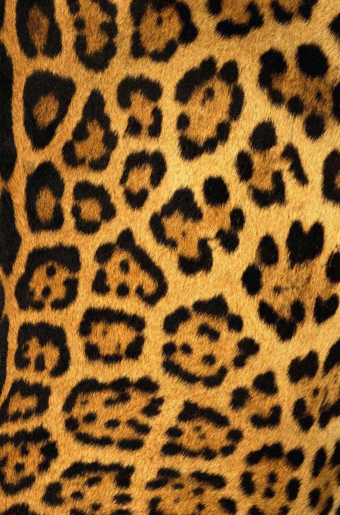 Backgrounds, Leopards