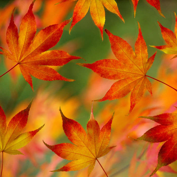 Background, Leaves, Autumn