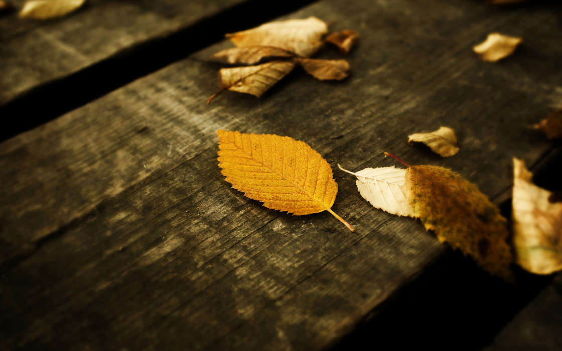 Background, Leaves, Autumn