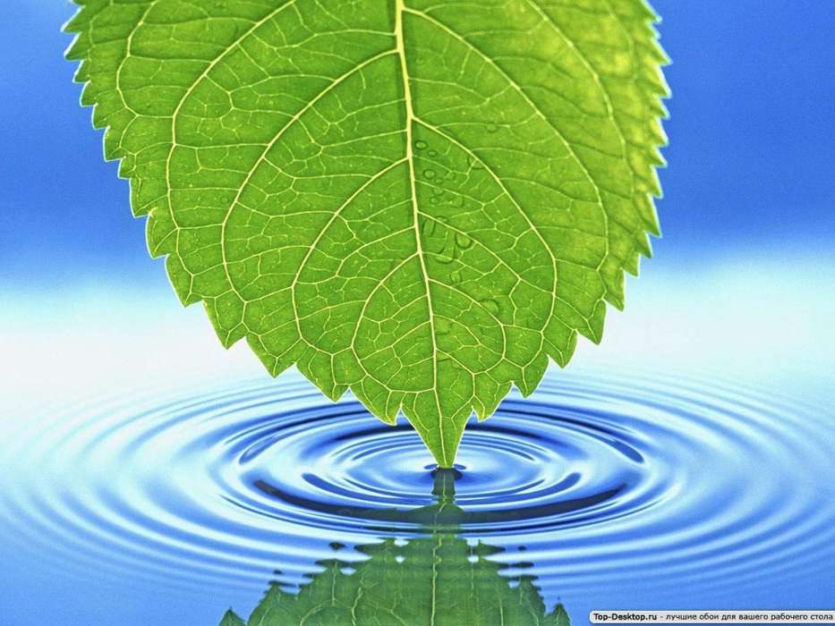 Background, Leaves, Water