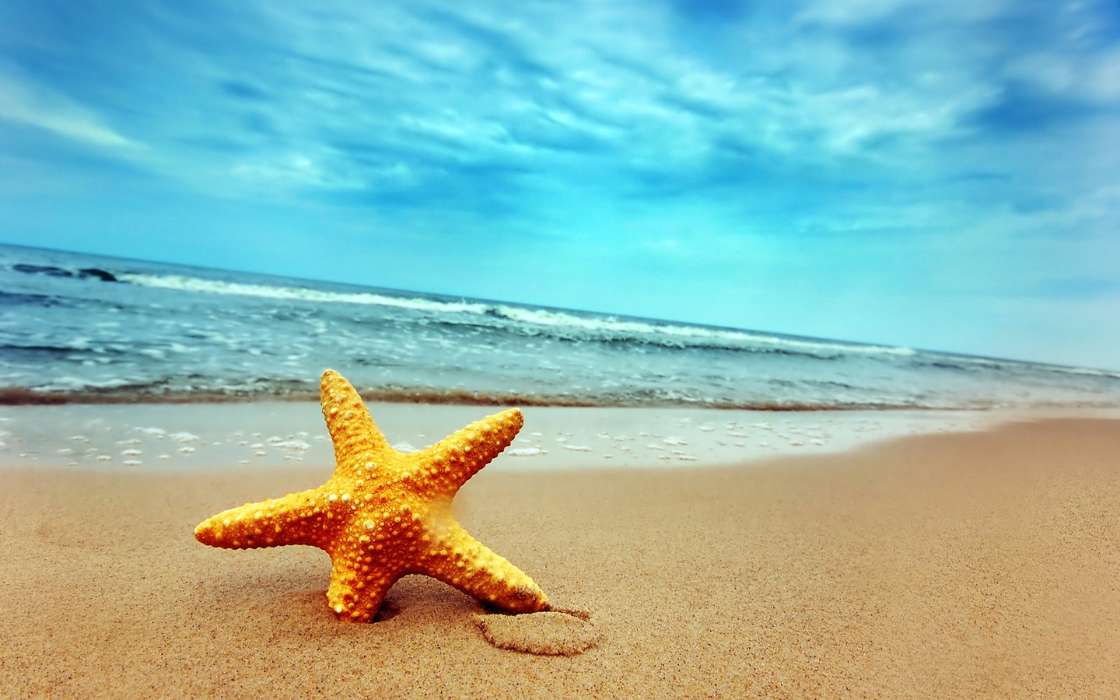 Background,Sea,Starfish,Beach