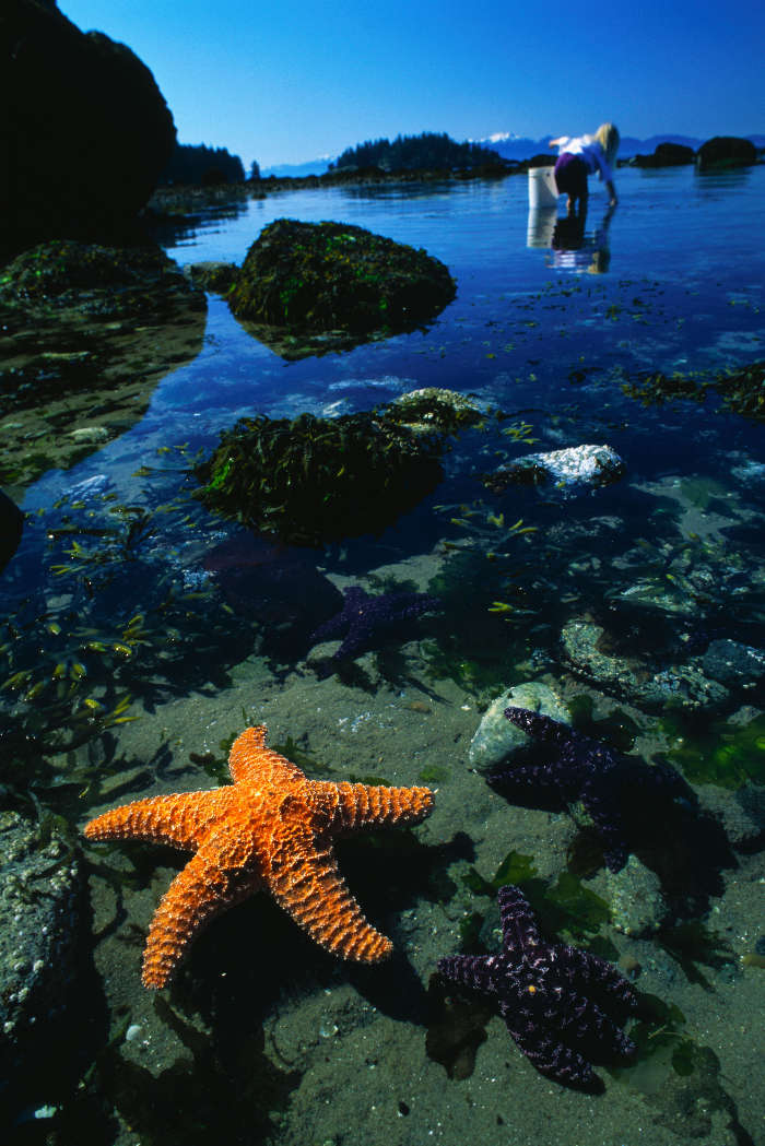 Background, Sea, Starfish, Water, Animals
