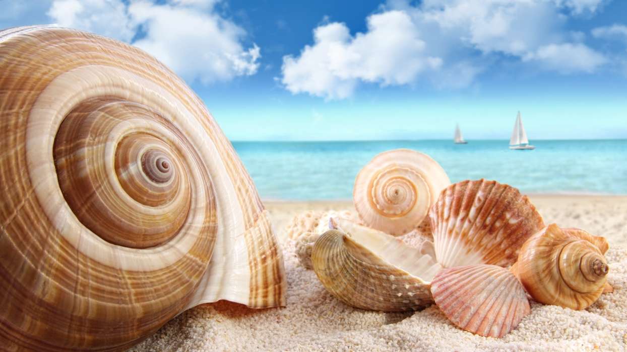 Background, Sea, Nature, Snails