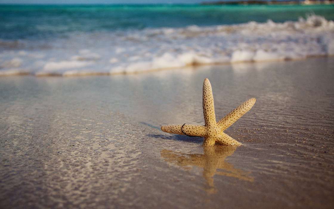 Background,Starfish