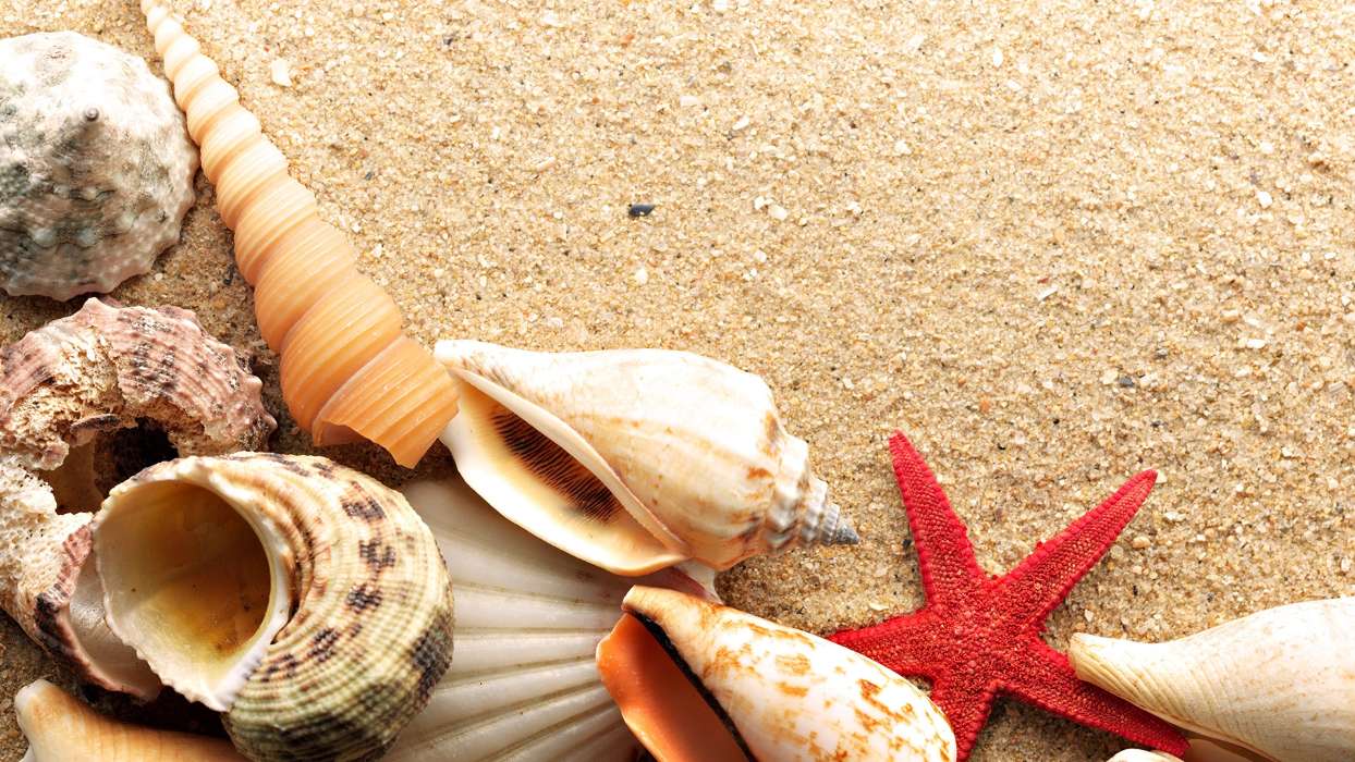 Background,Starfish,Shells