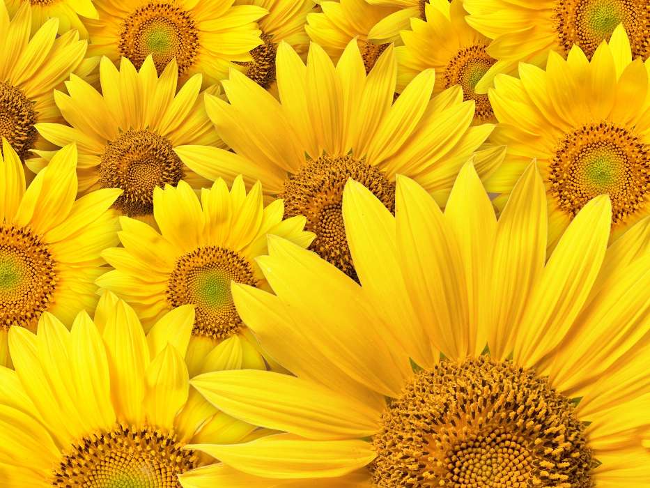 Plants, Backgrounds, Sunflowers