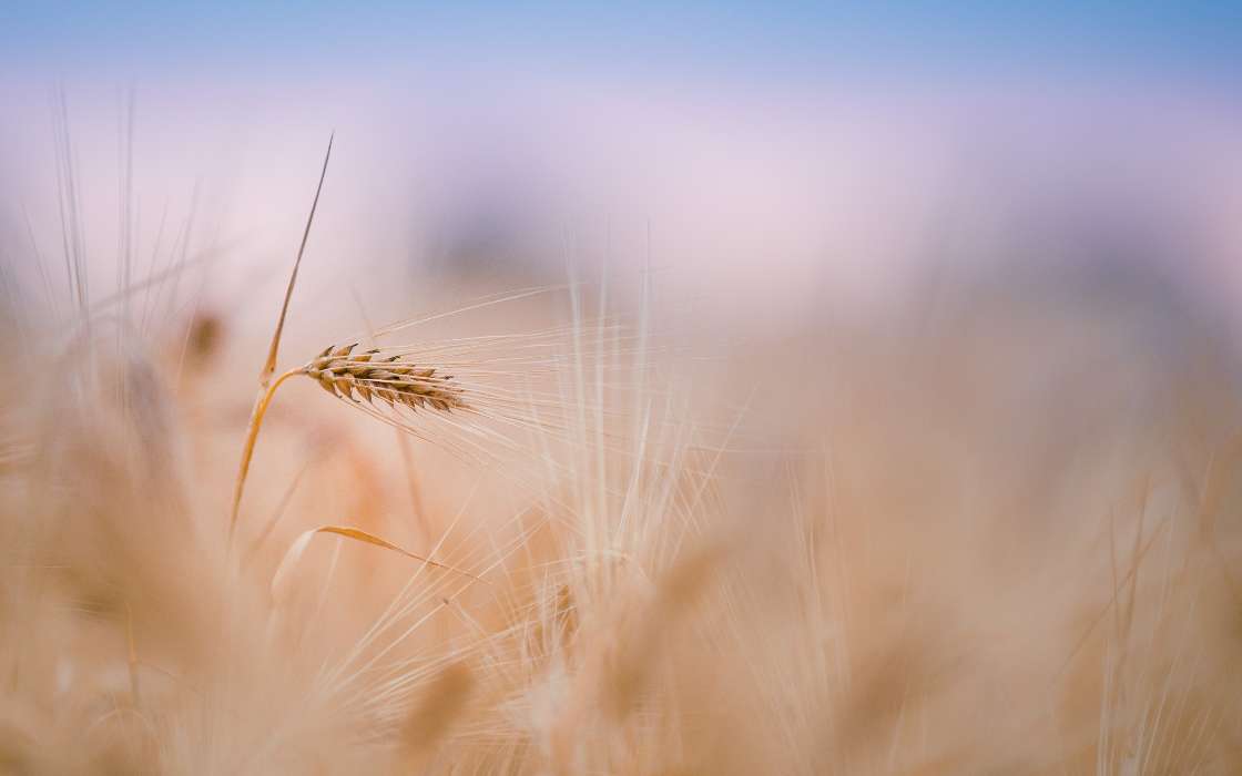 Background, Wheat, Plants