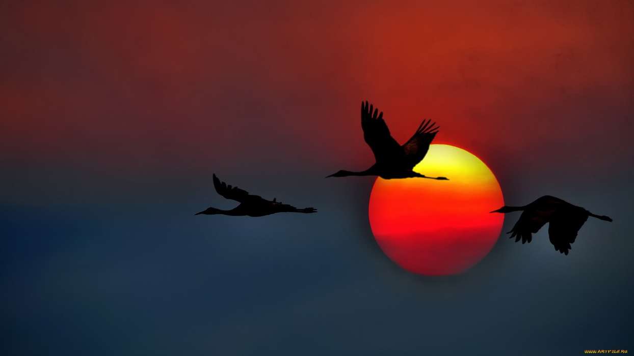 Background, Birds, Sunset, Cranes