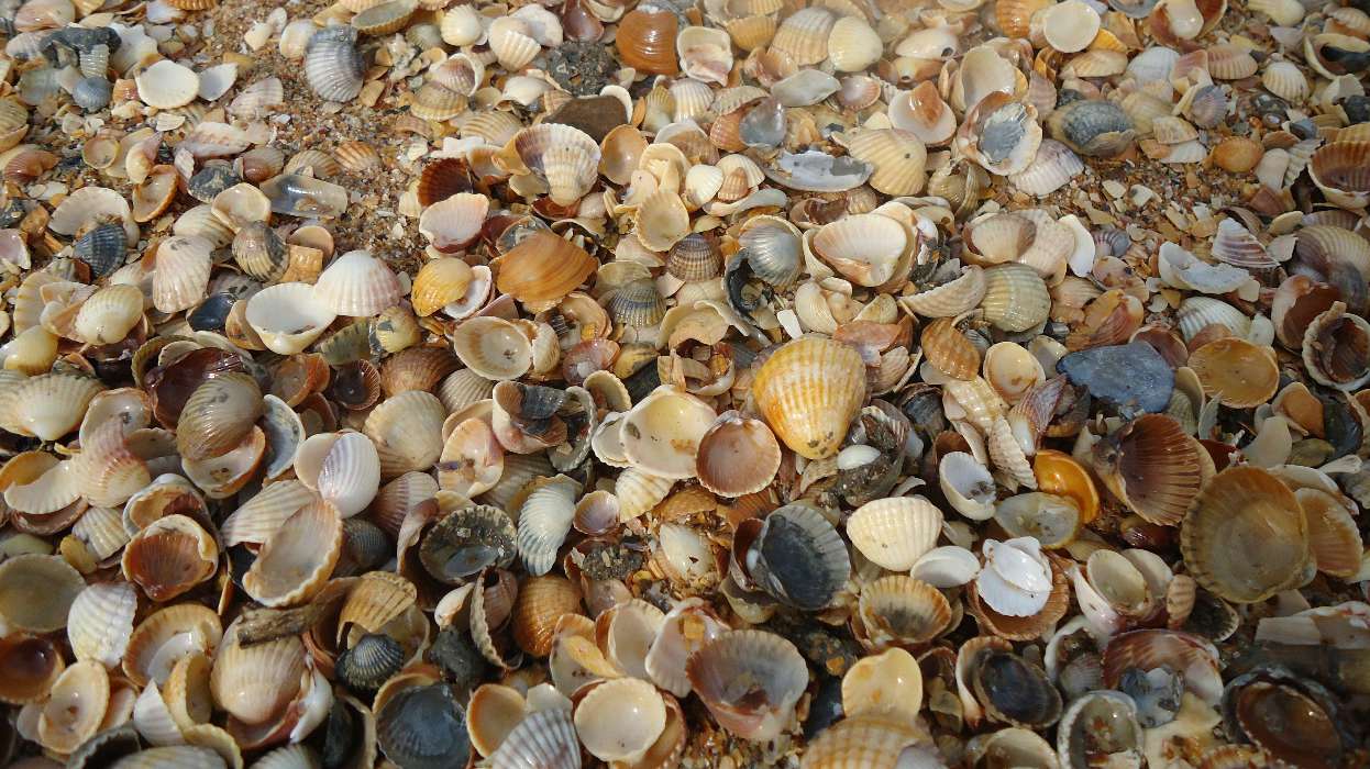 Background,Shells