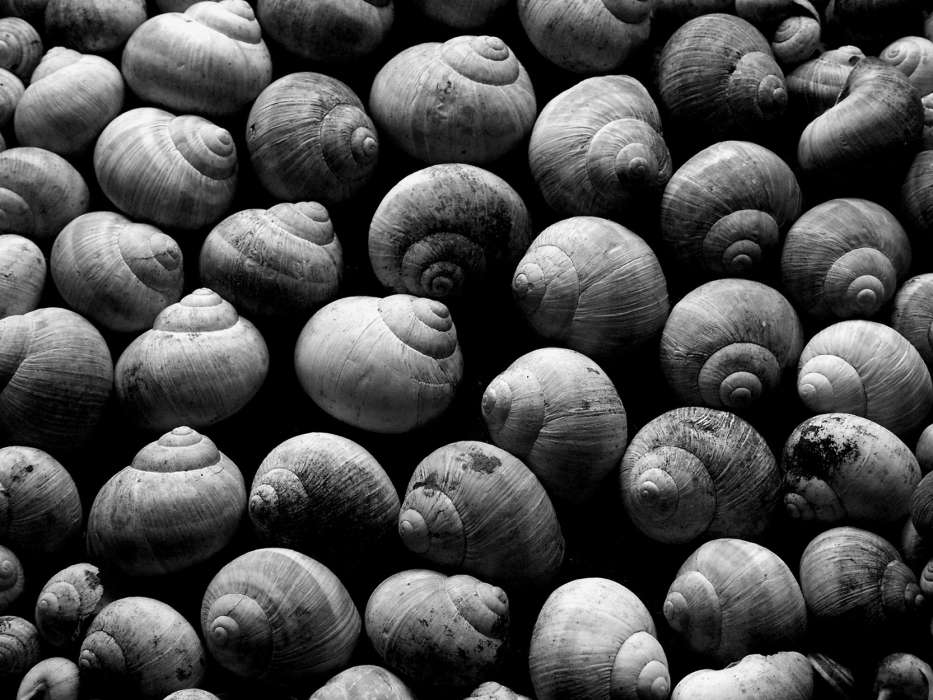 Background, Shells, Snails