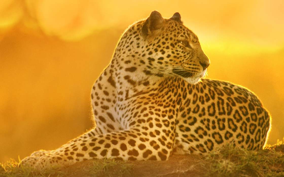 Cheetah, Animals