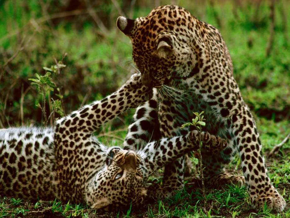 Cheetah,Animals