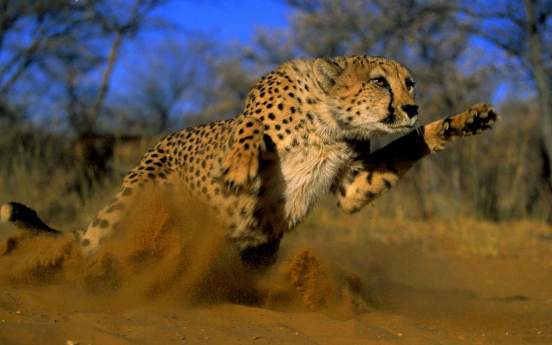 Cheetah,Animals