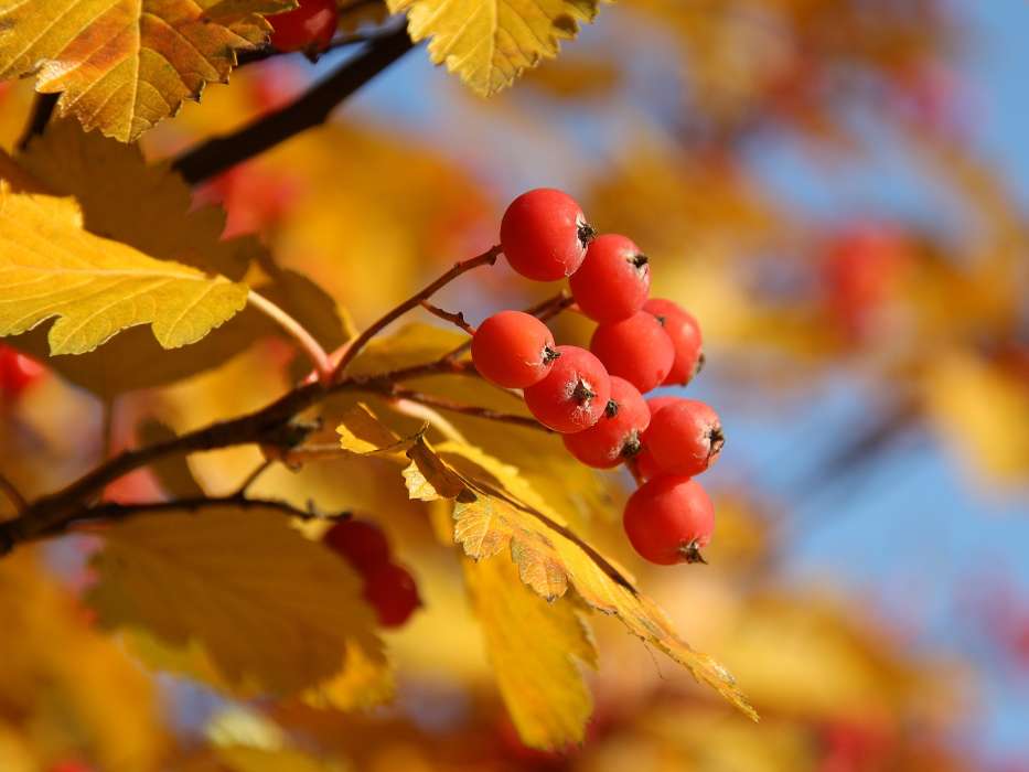 Berries, Leaves, Autumn, Plants