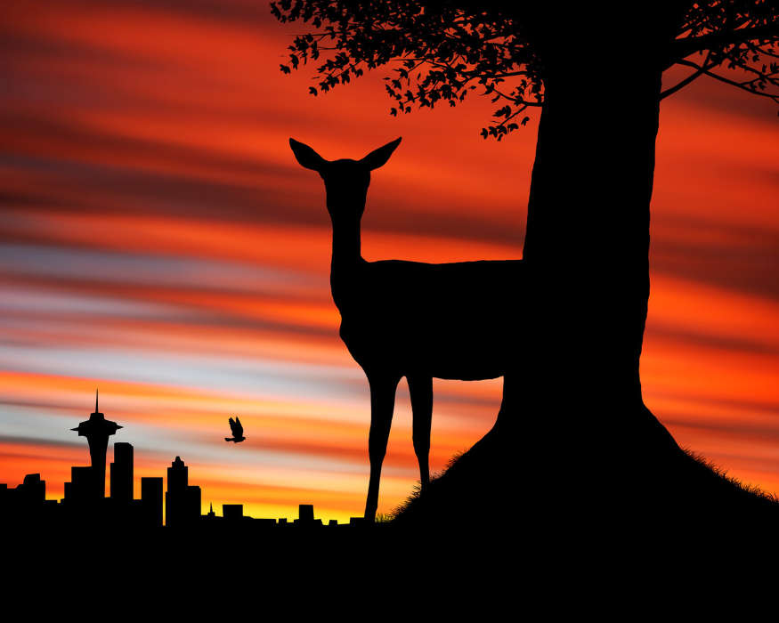 Cities, Deers, Pictures, Sunset, Animals