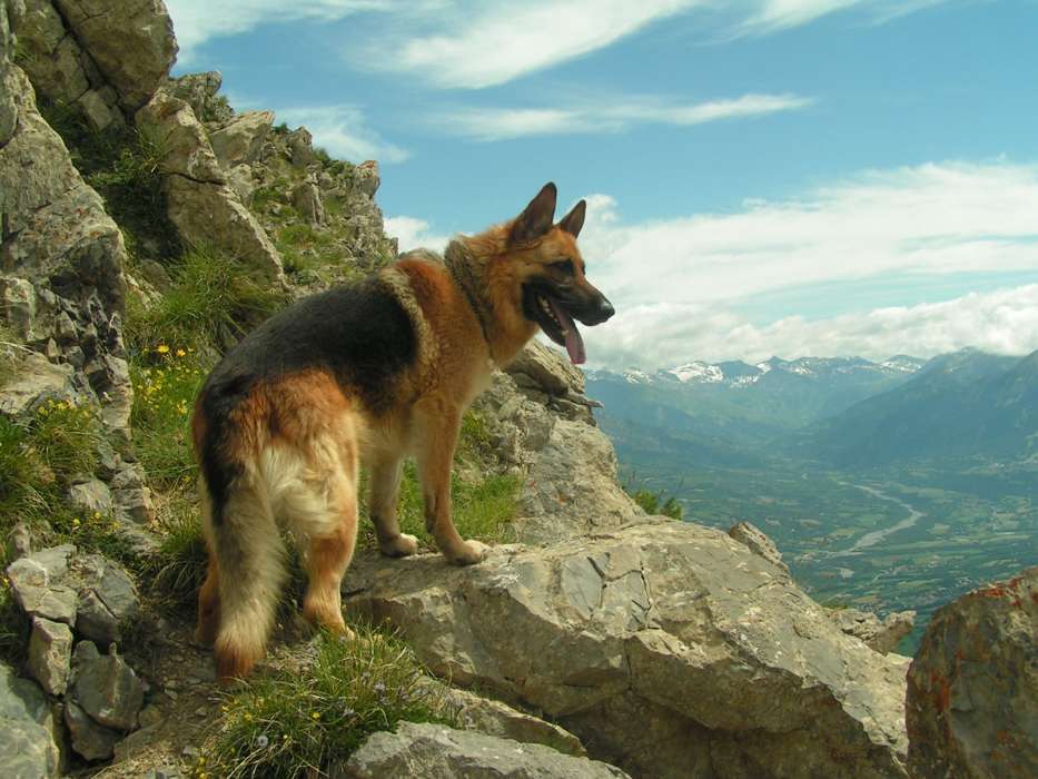Mountains, Dogs, Animals