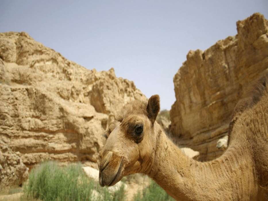 Mountains, Camels, Animals