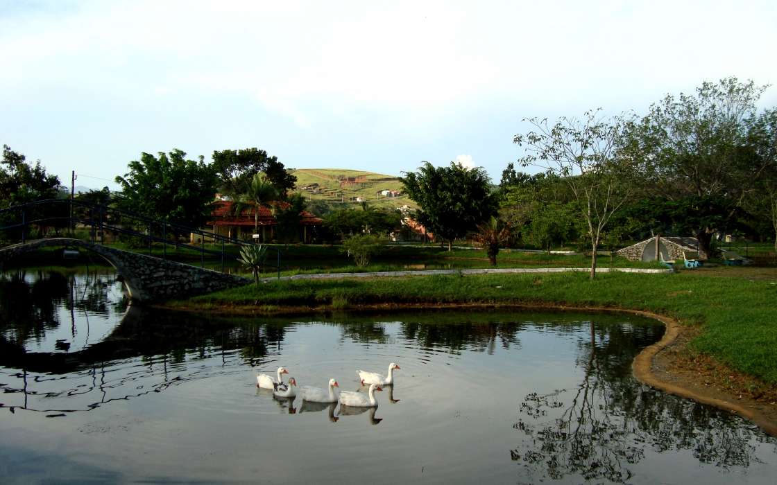 Geese, Landscape, Birds, Rivers, Animals
