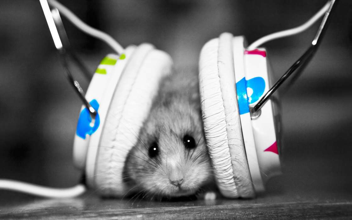 Hamsters,Headphones,Animals