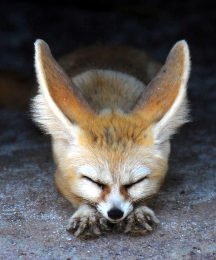 Animals, Foxes