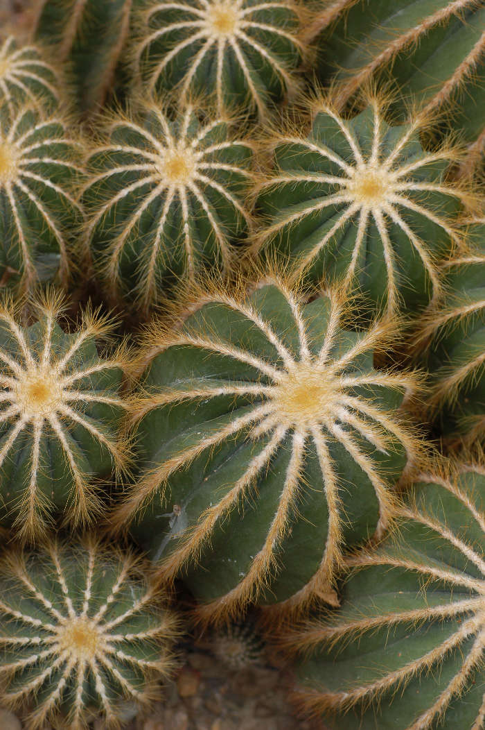 Plants, Cactuses