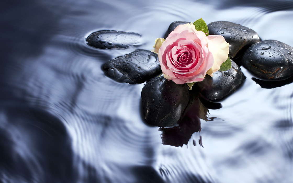 Stones, Objects, Plants, Roses, Water