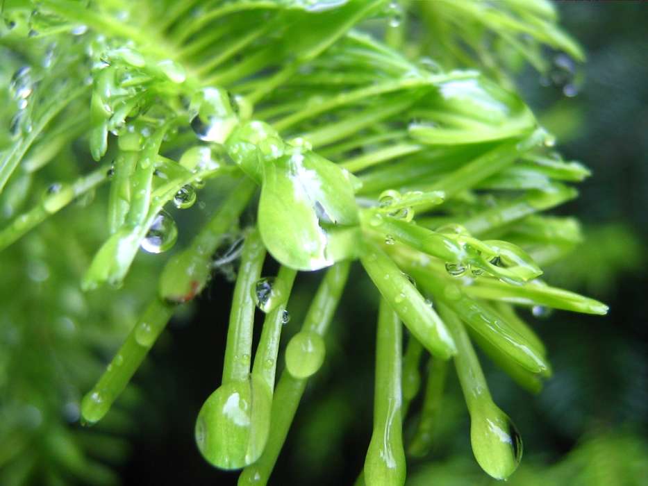 Plants, Drops