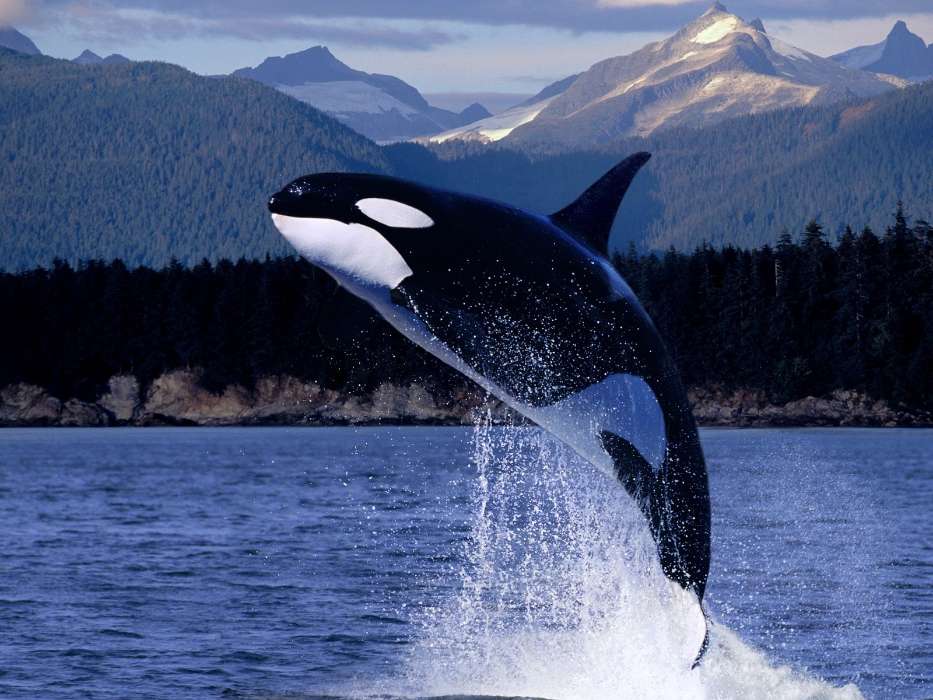 Animals, Water, Fishes, Whales, Killer whales