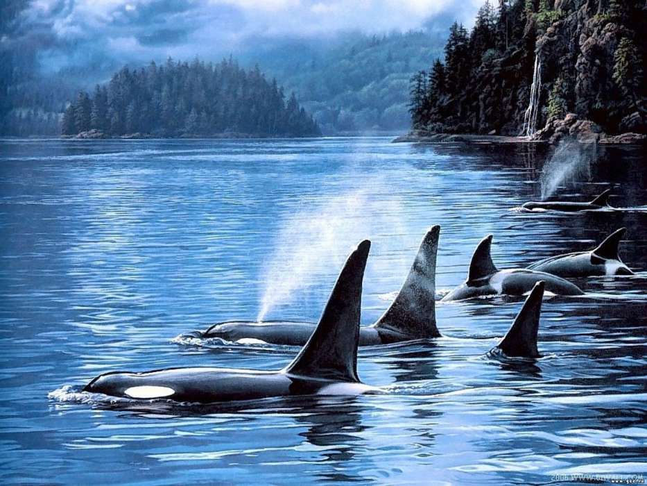 Killer whales, Sea, Landscape, Animals
