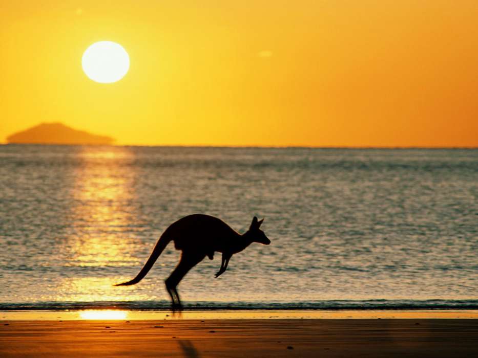 Landscape, Sunset, Sea, Sun, Beach, Kangaroo