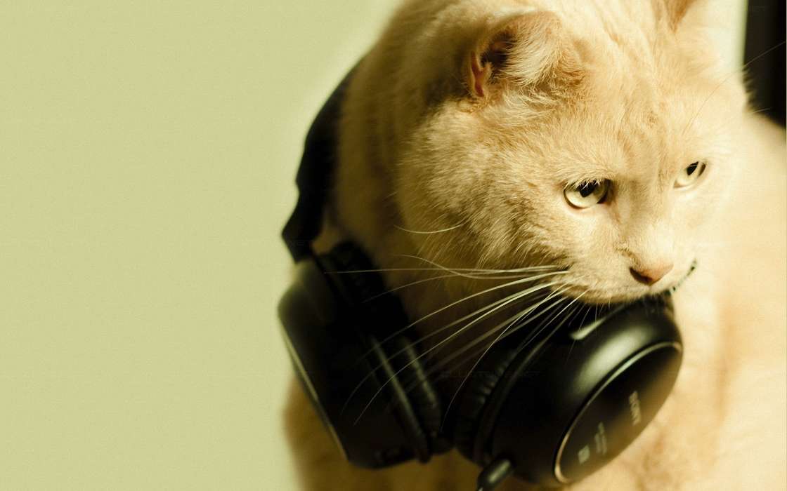 Cats, Headphones, Animals