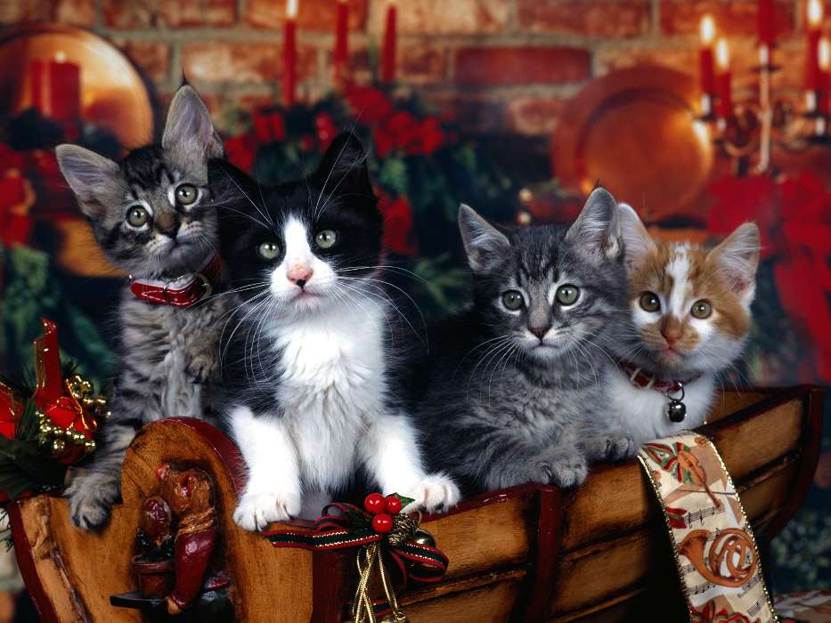 Cats, New Year, Christmas, Xmas, Animals