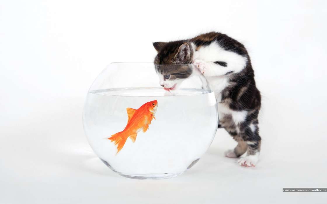 Cats, Fishes, Humor, Animals