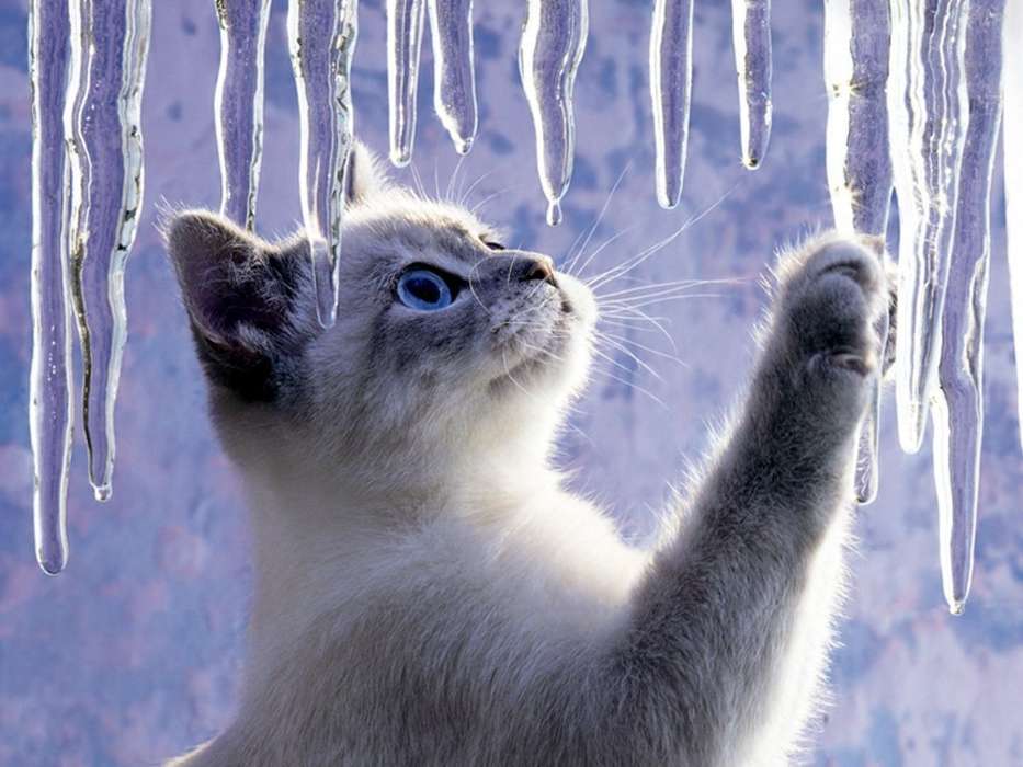 Animals, Cats, ice