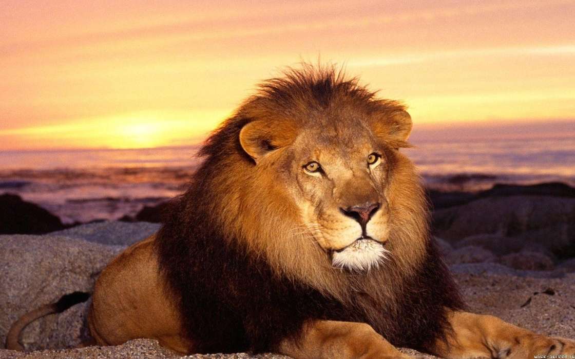 Animals, Cats, Sunset, Lions