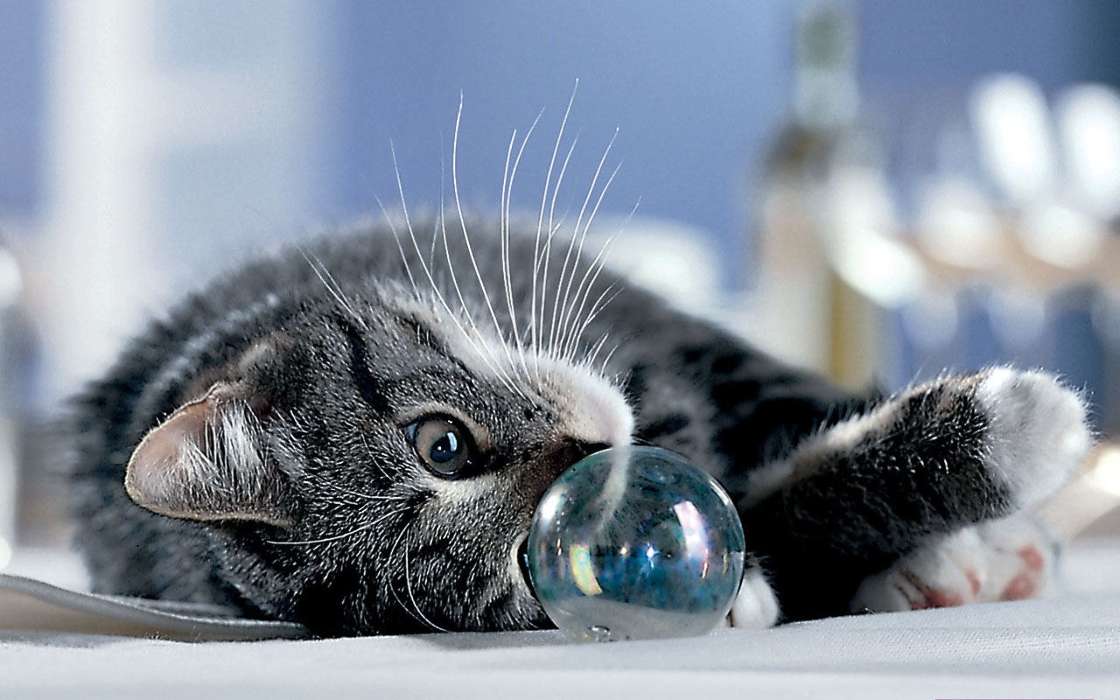 Animals, Cats, Bubbles