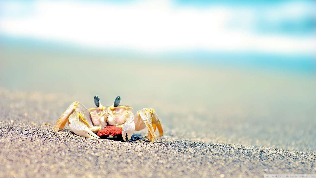 Crabs, Sand, Animals