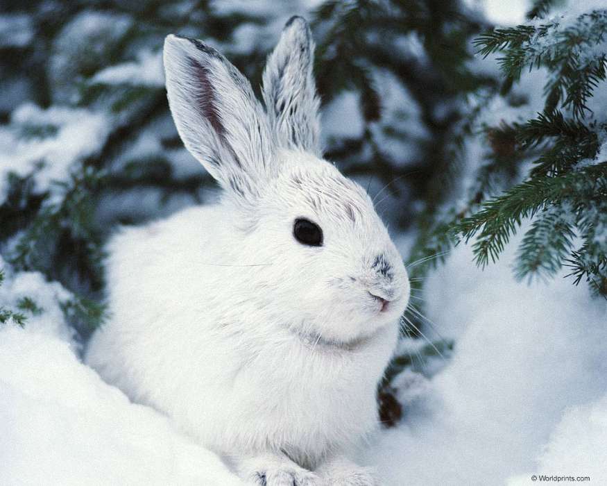 Animals, Winter, Rabbits