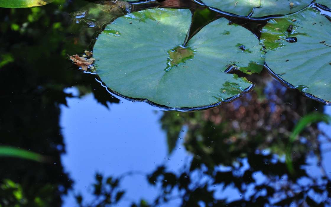 Water lilies,Plants