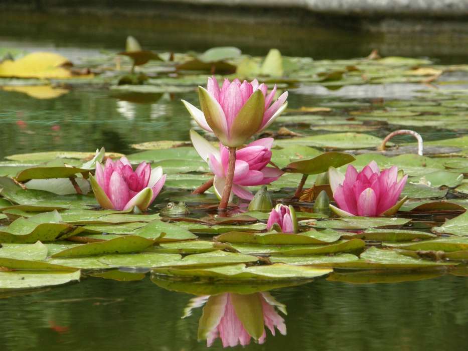 Water lilies,Plants