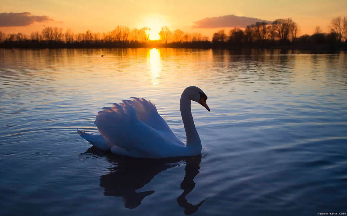Swans, Lakes, Landscape, Sunset, Animals
