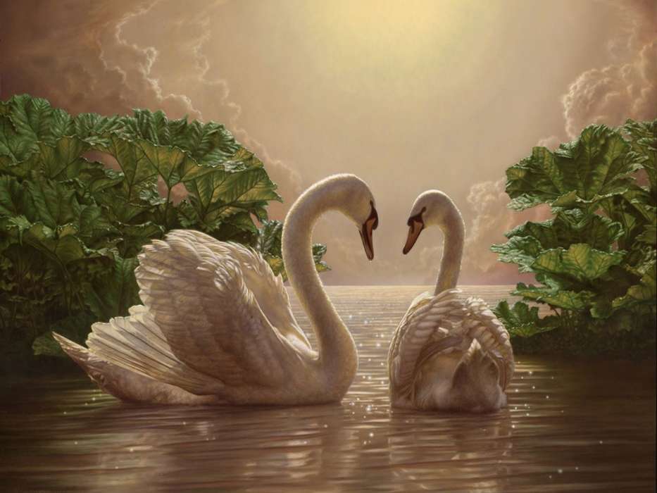 Swans,Birds,Pictures
