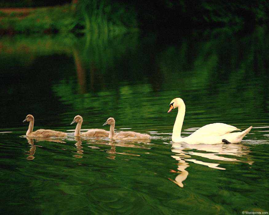 Animals, Birds, Water, Swans