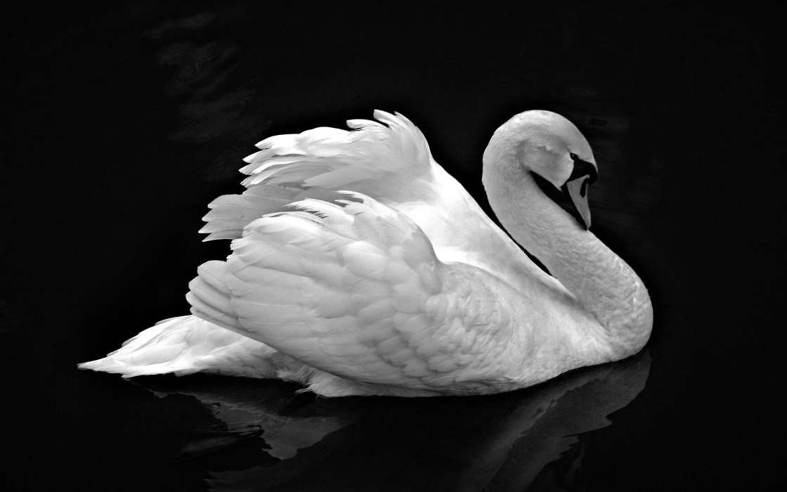 Swans, Birds, Animals